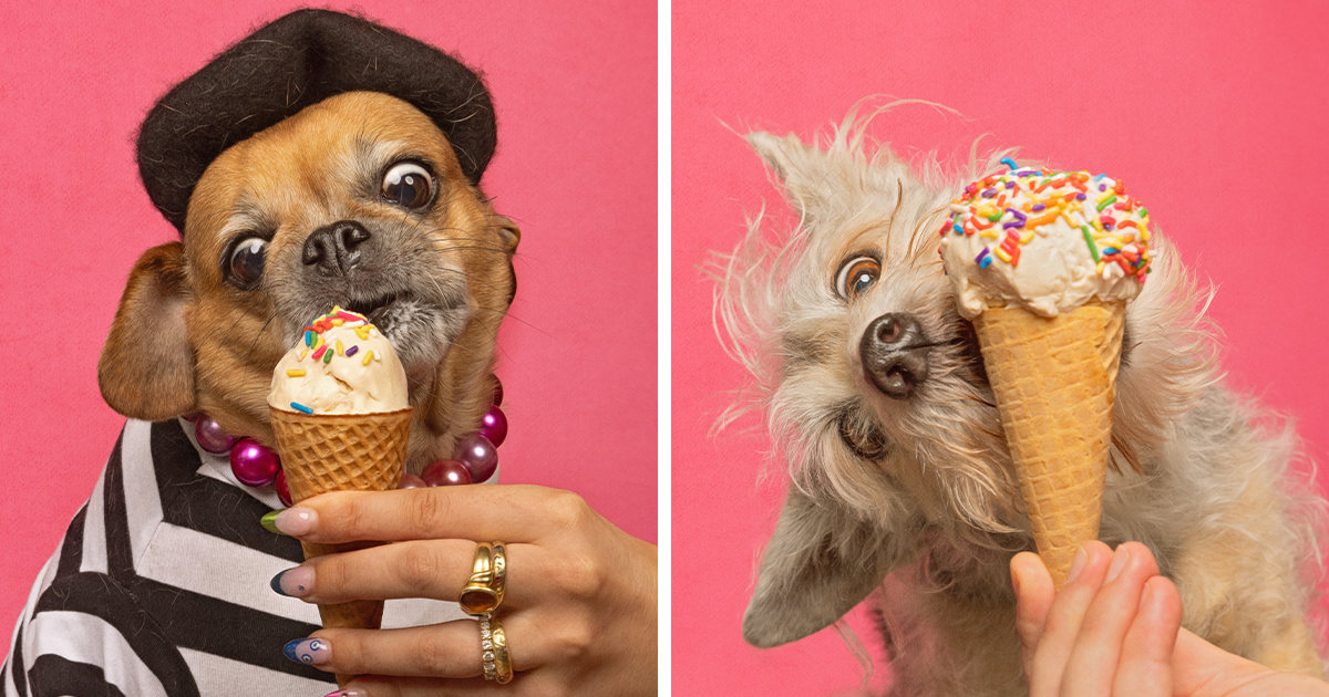 I Photographed Dogs Eating Ice Cream Cones, Here Are 21 Of The Best