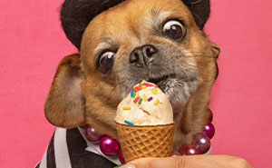 I Photographed Dogs Eating Ice Cream Cones, Here Are 21 Of The Best Pics