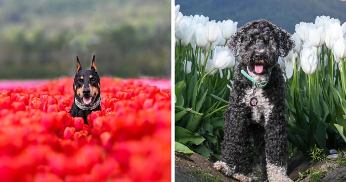 My 20 Pictures Of Dogs Enjoying Their Day In Fields Of Flowers
