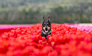 I Photographed Dogs In Flower Fields This Spring And Summer, And Here Are The Results (20 Pics)