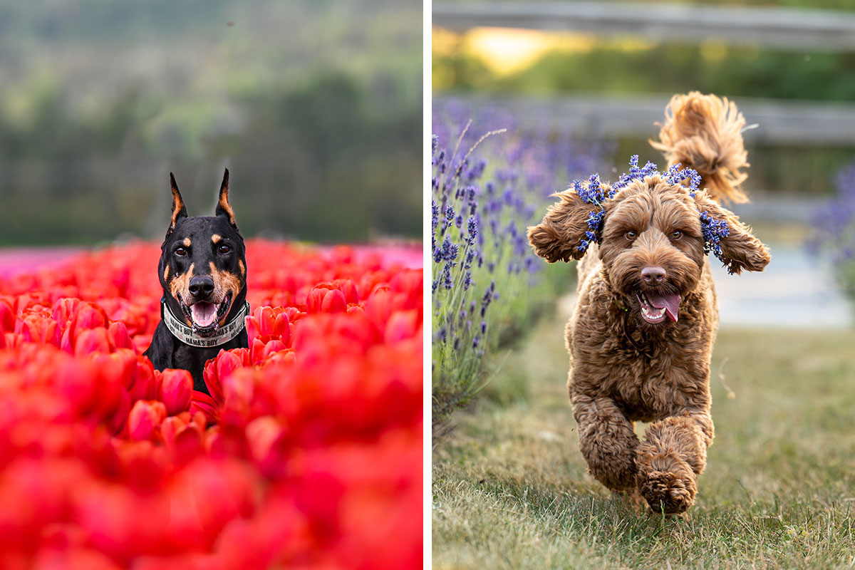 I Took 20 Pictures Of Dogs Playing In Flower Fields, Making The Best
