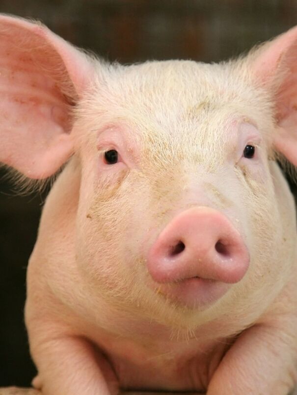 pig-6516c0b6b9c7a.jpg