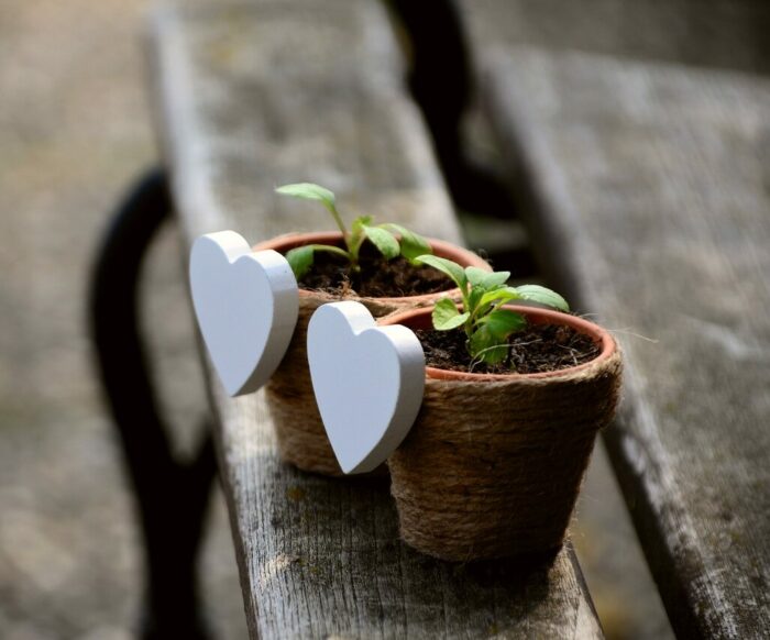 Stems growing in pots with heart shaped symbol