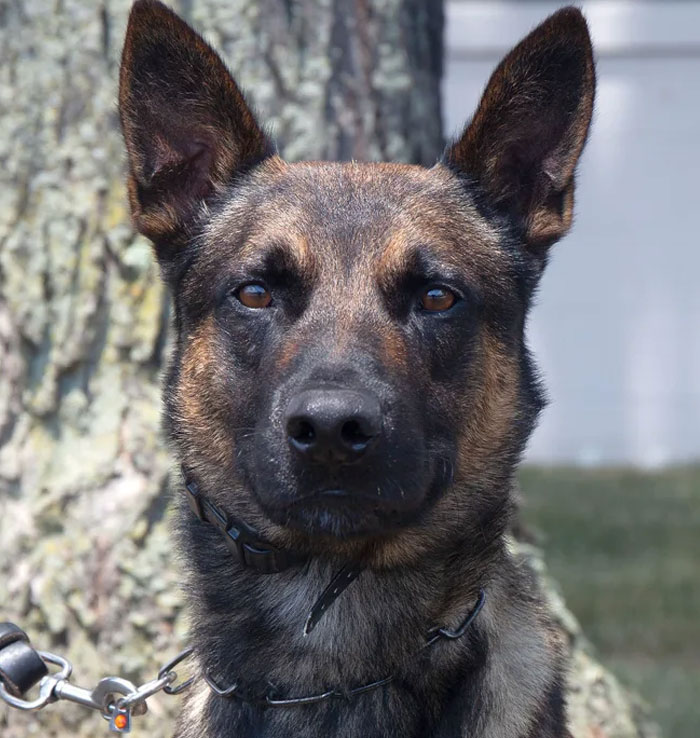 K9 Police Dog Takes 5 Minutes To Take Down A Convict Who Escaped From Prison