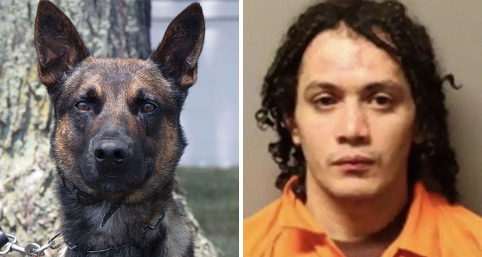 K9 Police Dog Takes 5 Minutes To Take Down A Convict Who Escaped From Prison