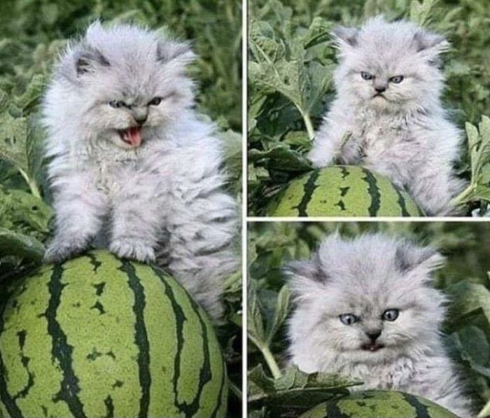 Never Before Has A Kitty Been So Angry At A Watermelon
