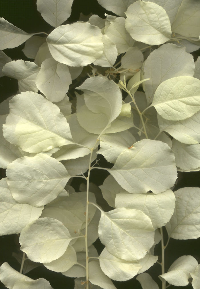 Albino Plant