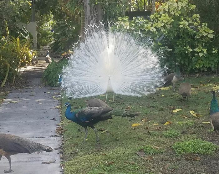 Albino Peacock In My Miami Neighborhood
