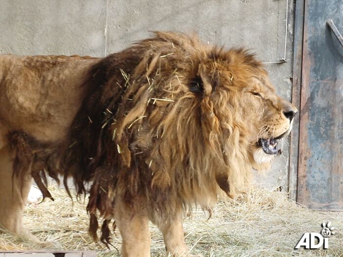 The lion, Ruben in his concrete cage in Armenia The lion, Ruben in his concrete cage in Armenia