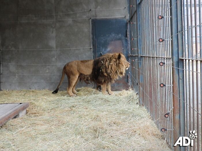 The lion, Ruben in his concrete cage in Armenia The lion, Ruben in his concrete cage in Armenia