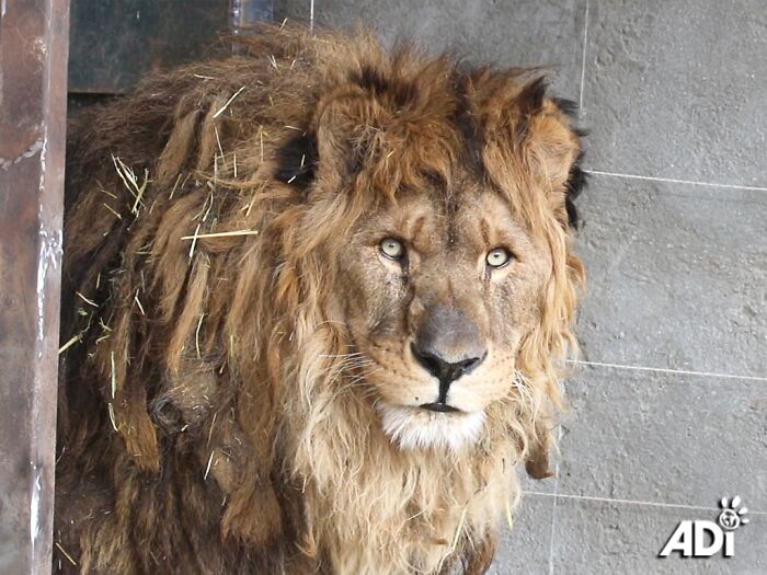 The lion, Ruben in his concrete cage in Armenia