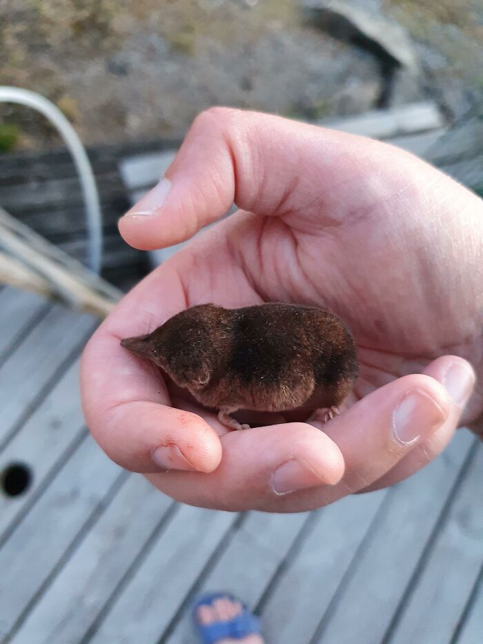 Tiny Shrew Is Saved From Becoming A Cat Food