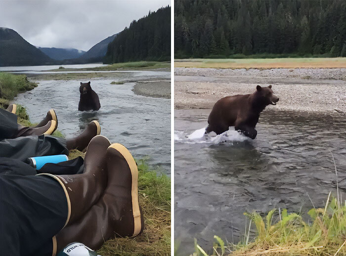 A Bear Running Upstream, A Little Too Close