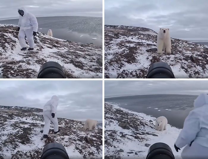 This Photographer Is Playing A Potentially Deadly Fight Or Flight Game With Polar Bear