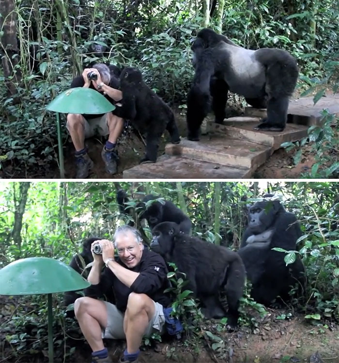 Familia de gorilas comprobando a un fotógrafo de fauna