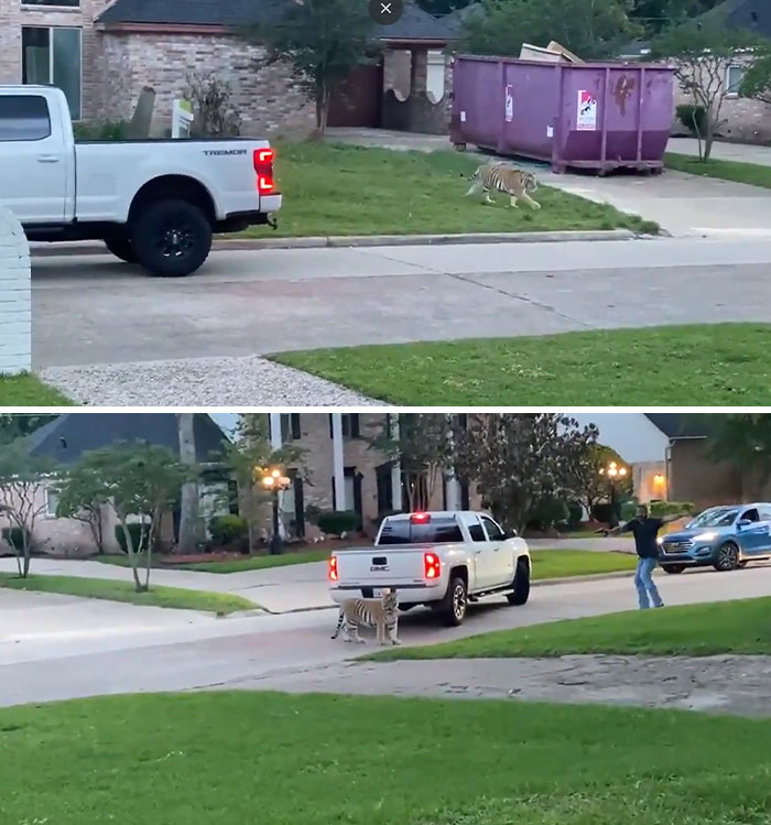 Alguien tiene ilegalmente un tigre como mascota y se escapó por este vecindario de Houston