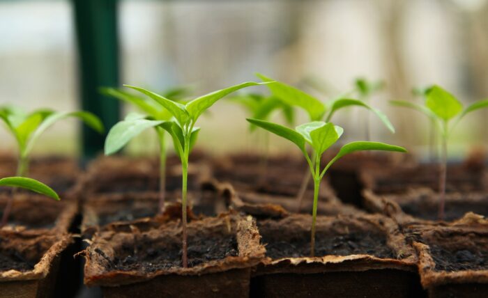 Plants growing from the ground in pots Plants growing from the ground in pots