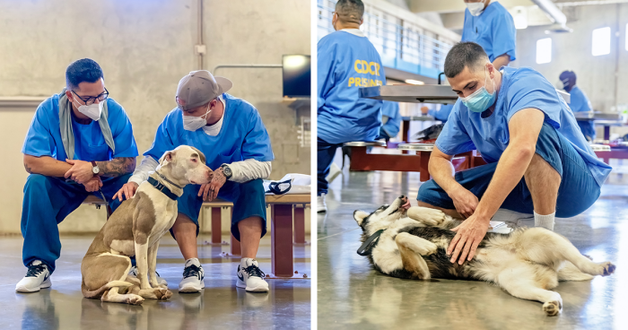 I Photographed Shelter Dogs In Training In A Maximum Security Prison