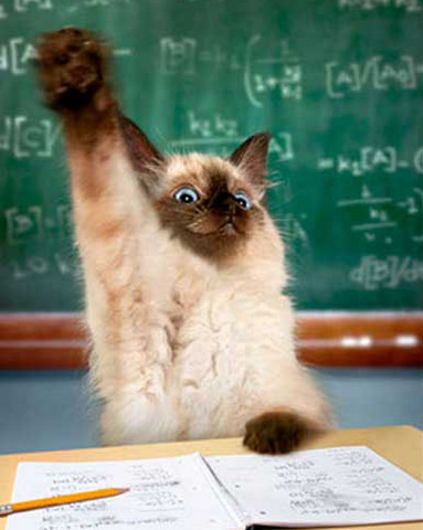 siamese-cat-raising-hand-651878fc0de54.jpg
