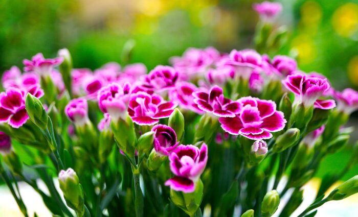 Purple Sweet William flowers plants Purple Sweet William flowers plants