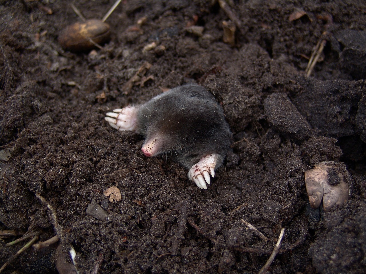 mole in the earth