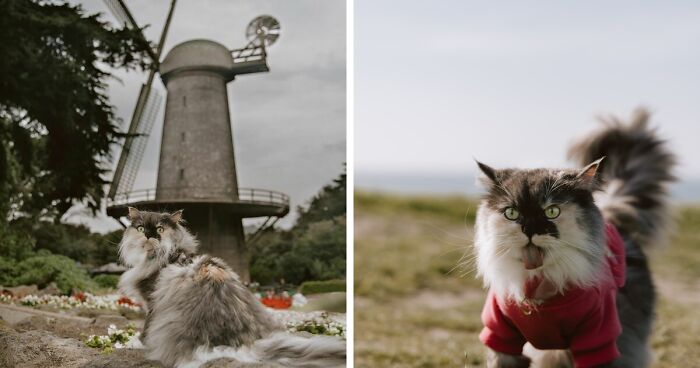Our Certified Therapy Cat Loves To Travel And Explore The World (53 Pics)