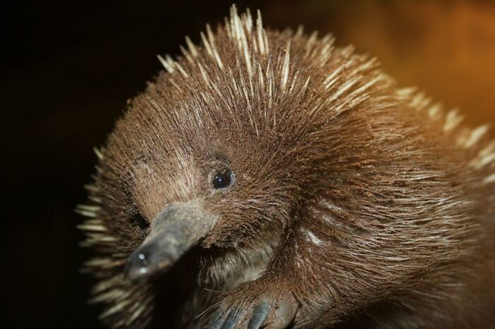Scared Echidna, That Was Curled Into A Ball Was Saved From The Road