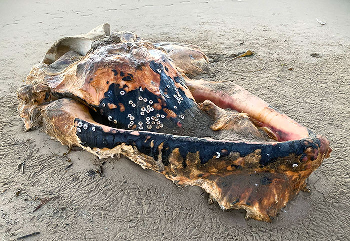 We Found A Whale Skull On A Beach