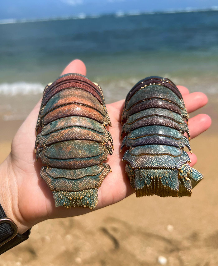 My Brother Found These Lobster Tails At A Beach In Kauai