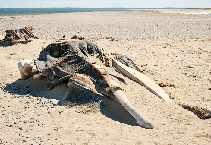 I Found A Whale Skull While Walking Down A Beach