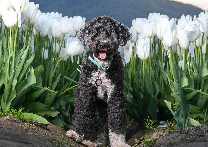 A black poodle posing in front of white tulips