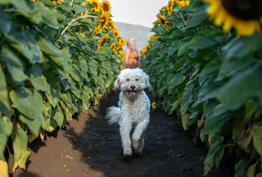 A white poodle running among sunflowers