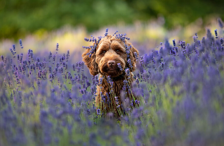 A brown poodle dog among the lavenders
