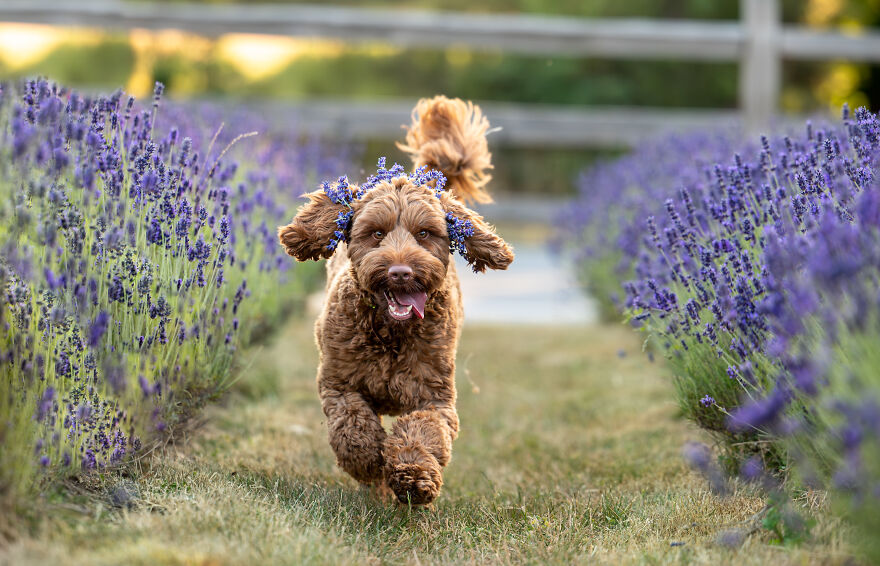 A brown poodle running through a field of purple lavender