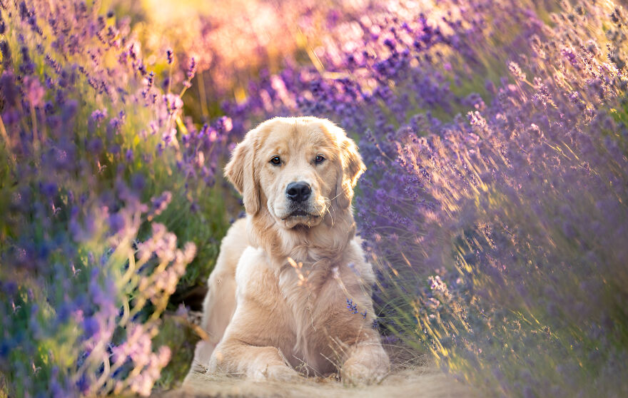 Golden Retriever laying in the lavender field