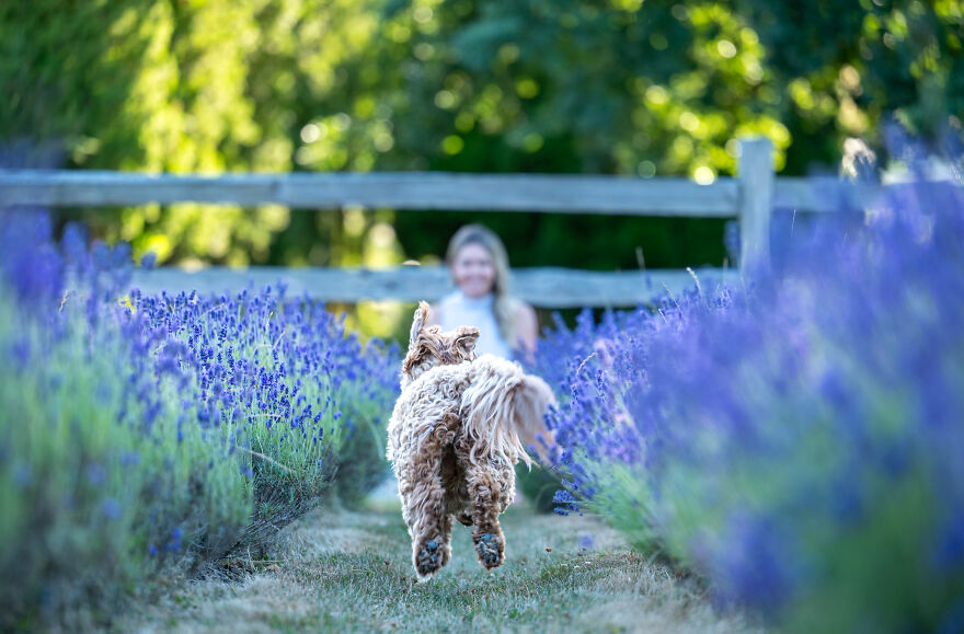 A brown poodle running through lavender field towards a woman