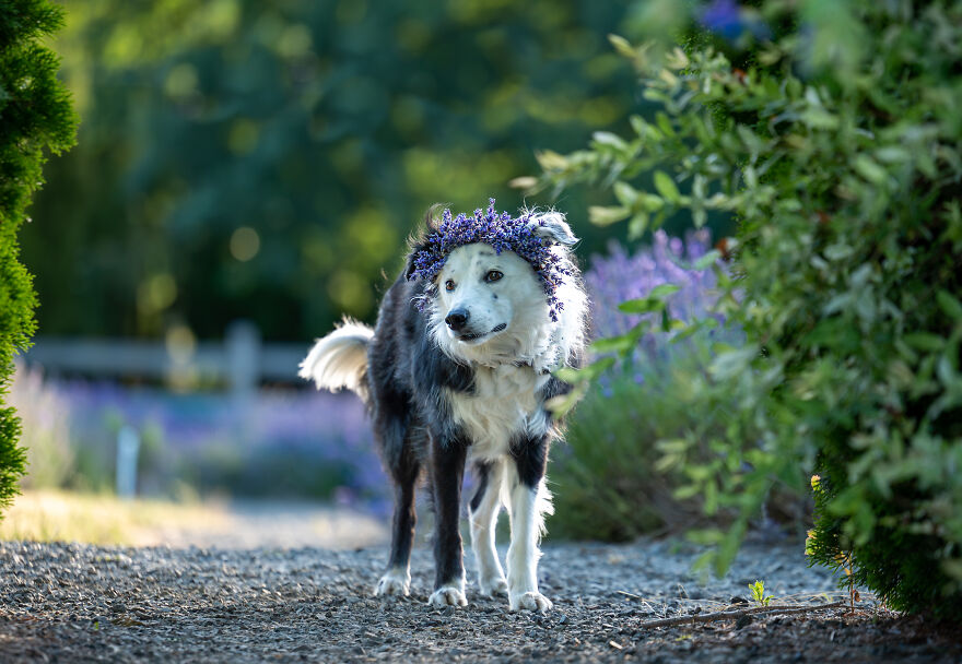 A dog with a crown of purple flowers