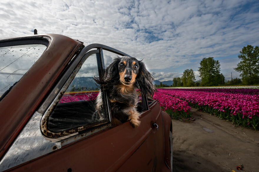 A dachshund dog leaning through the car's window with a background of dark pink flowers