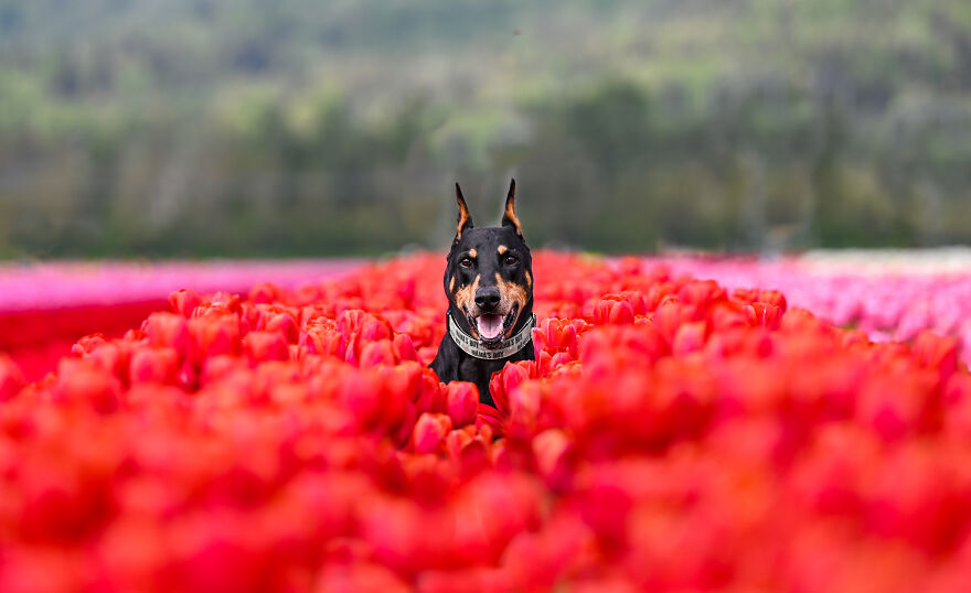 A Doberman dog posing in the garden of red tulips