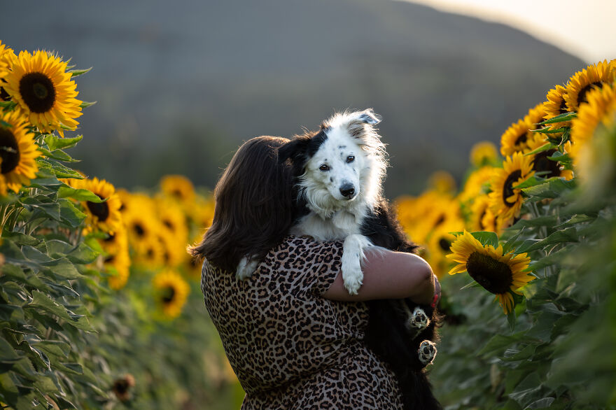 Woman holding a dog among sunflowers