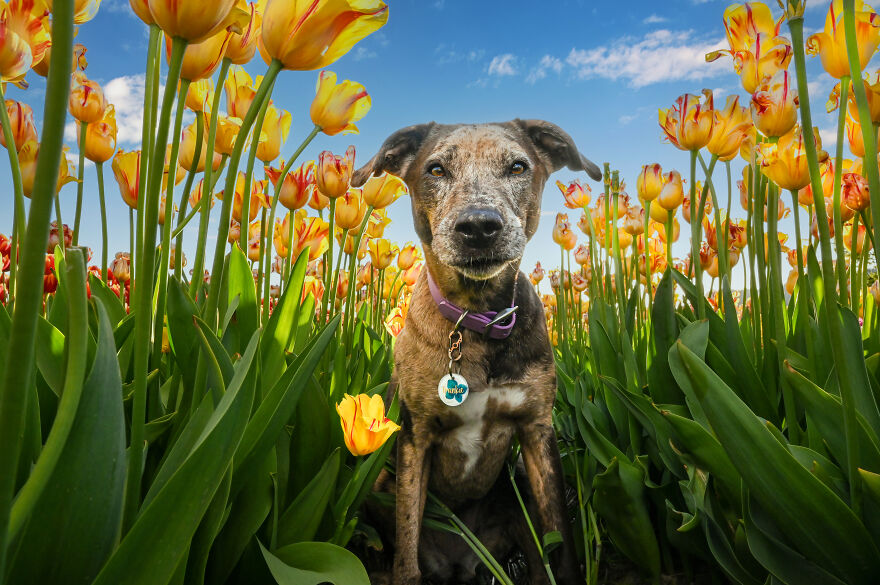 A dog in the yellow tulip field
