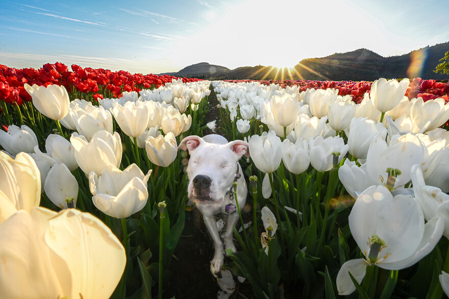 A white Pitbull dog with no eyes standing in the field of white and red tulips