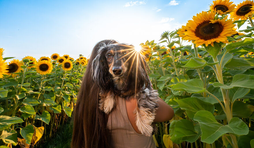 A woman holding a dog in the sunflower field