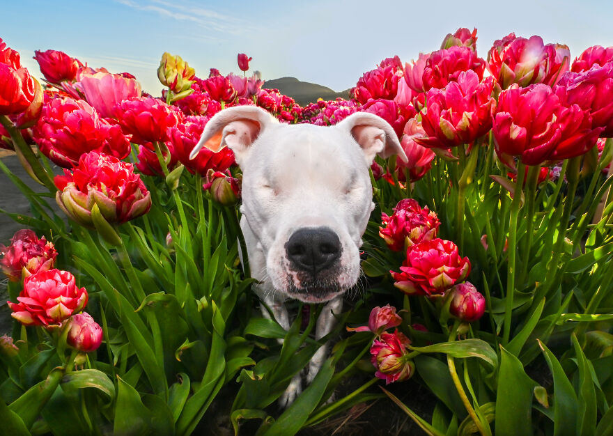 A blind Pitbull dog among the pink flowers