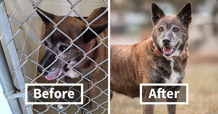 Many Initial Shelter Pet Photos Don’t Represent Dogs Accurately, So I Retake Them (22 Pics)