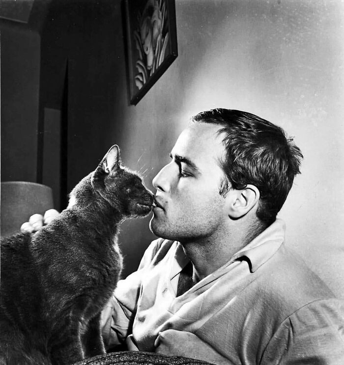 Marlon Brando, amante de los gatos
