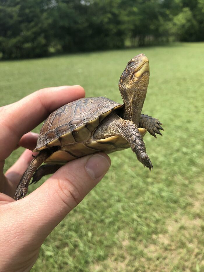 Grateful Turtle With A Gracious Smile That Has Been Saved From The Brink Of A Lawnmower Mishap
