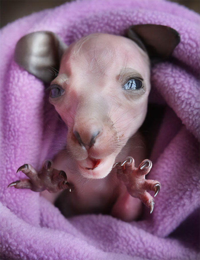 Not Quite What I Imagined Baby Kangaroos Would Look Like