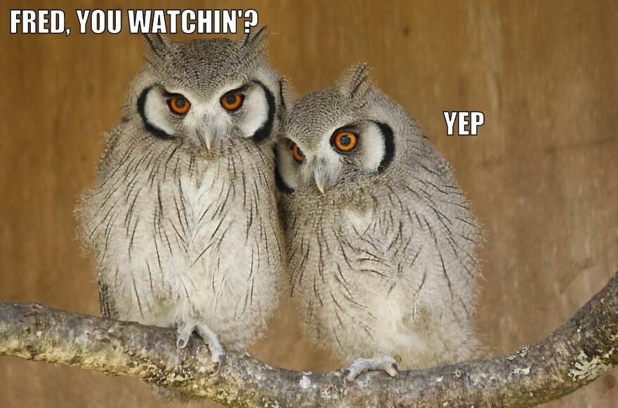 I Collect Pictures Of Funny Owls And These Are My Favorites