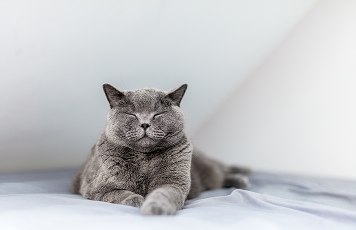 "A Great Surprise": Scientists Stunned After Discovering How Cats Purr